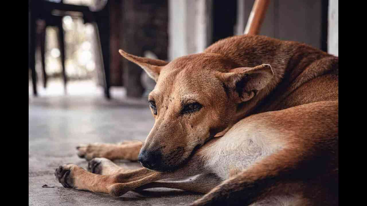 Dog Beaten Till Death in Greater Noida:  ग्रेटर नोएडा की सोसायटी में कुत्ते को पीट-पीट कर मार डाला, आरोपी गिरफ्तार