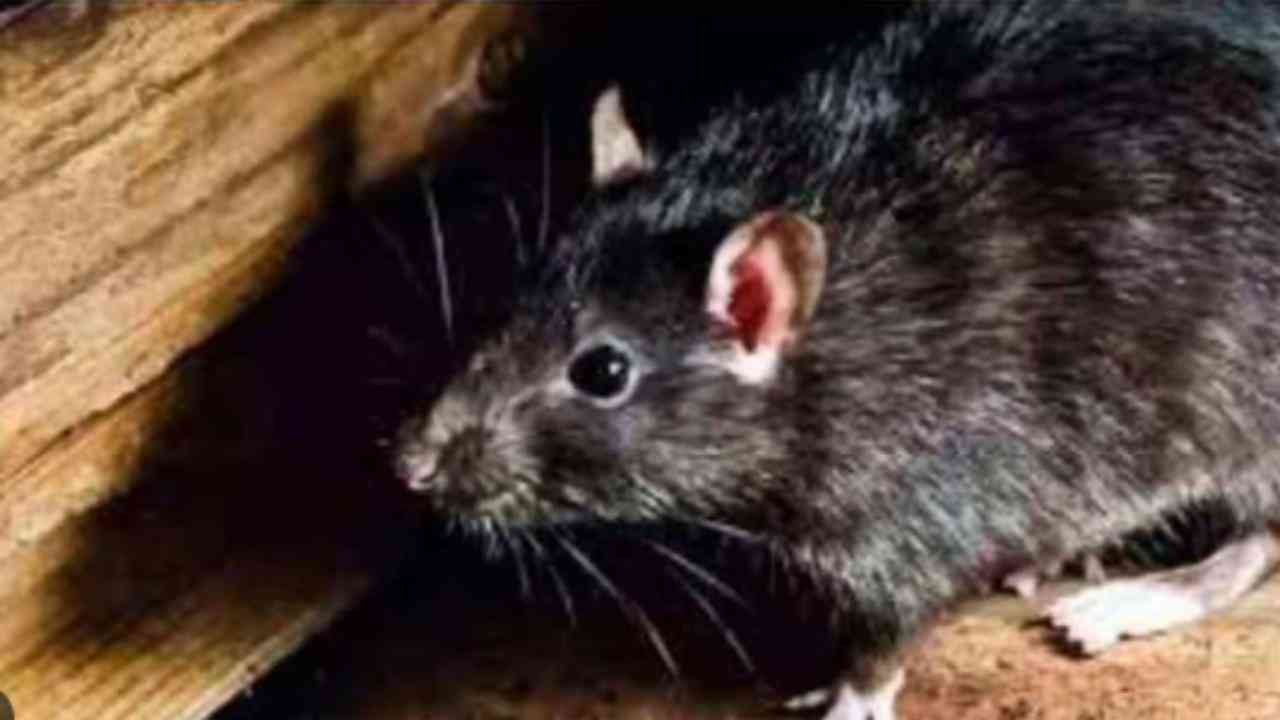 कोर्ट पहुंचा बंदायू में हुई चूहे की हत्या का मामला, 30 पन्नों की चार्जशीट दाखिल