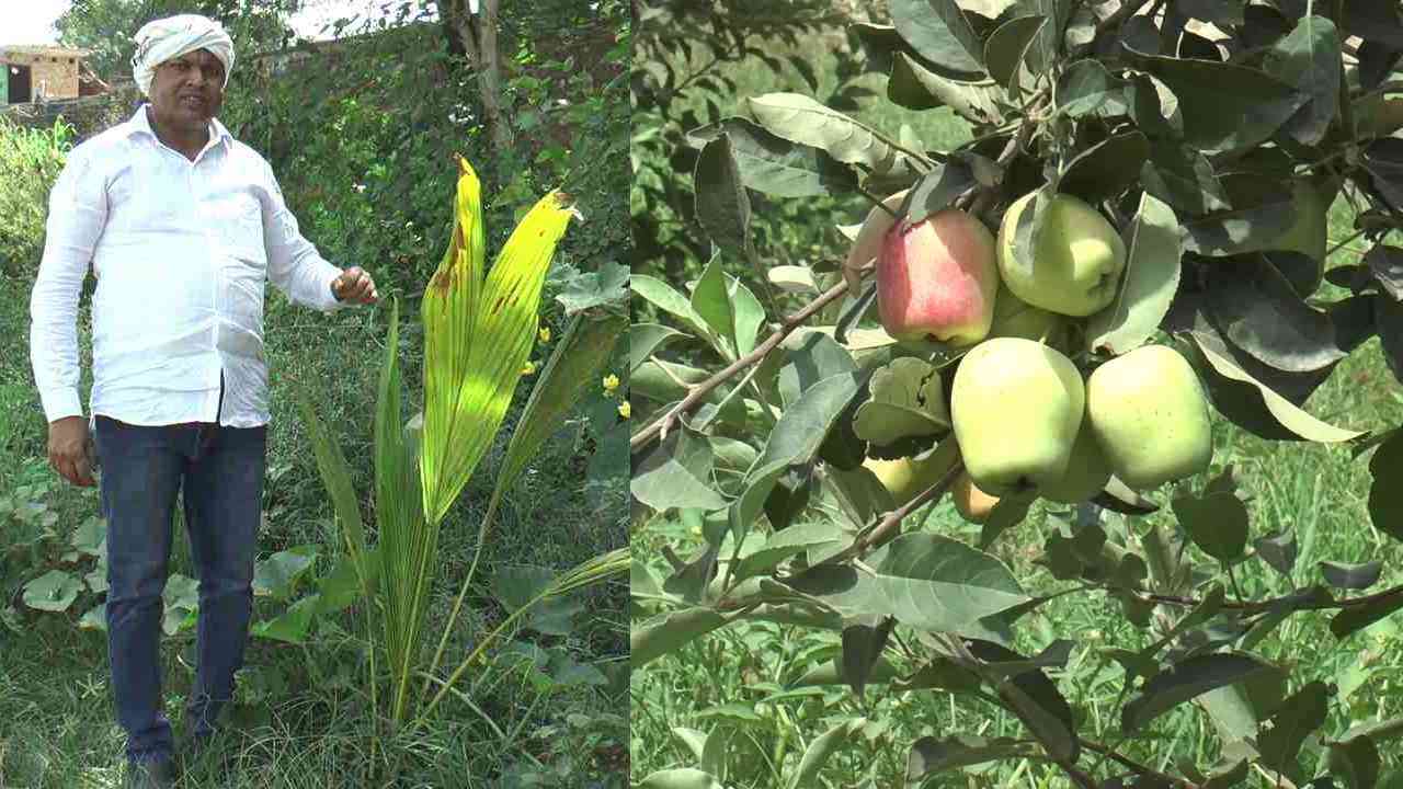 किसान का कमाल! फर्रुखाबाद में उगा दिए सेब, बादाम, अंजीर और नारियल, कमा रहे लाखों