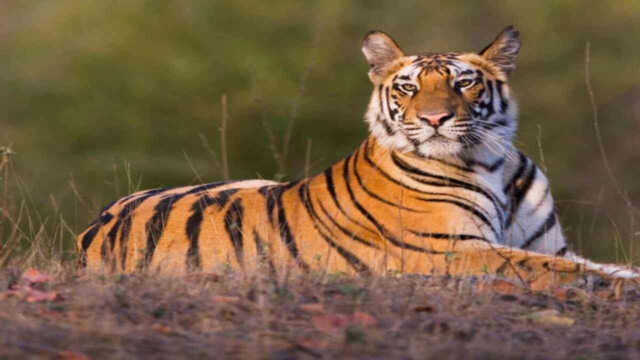दुधवा नेशनल पार्क में बाघों की मृत्यु पर सीएम योगी आदित्यनाथ ने लिया संज्ञान