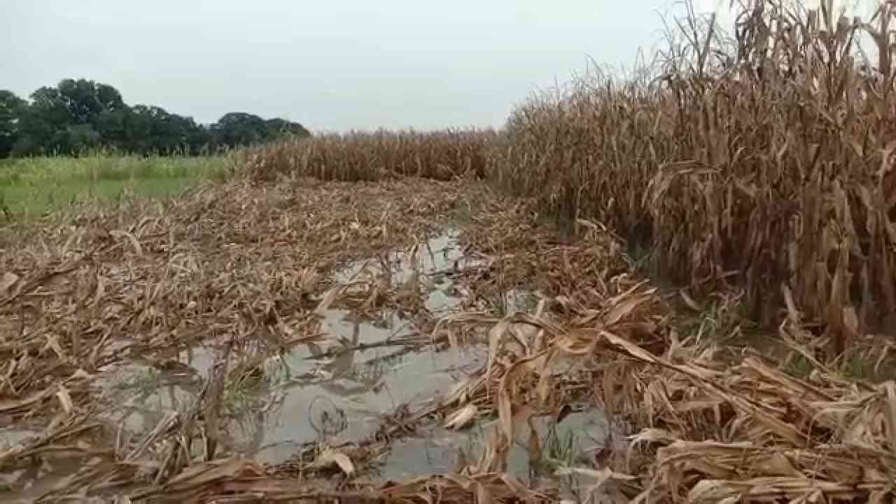 उफनती नदियां बन रही खतरा, बरसात के कारण गिरे मकान, किसानों के खेत पानी में समाए