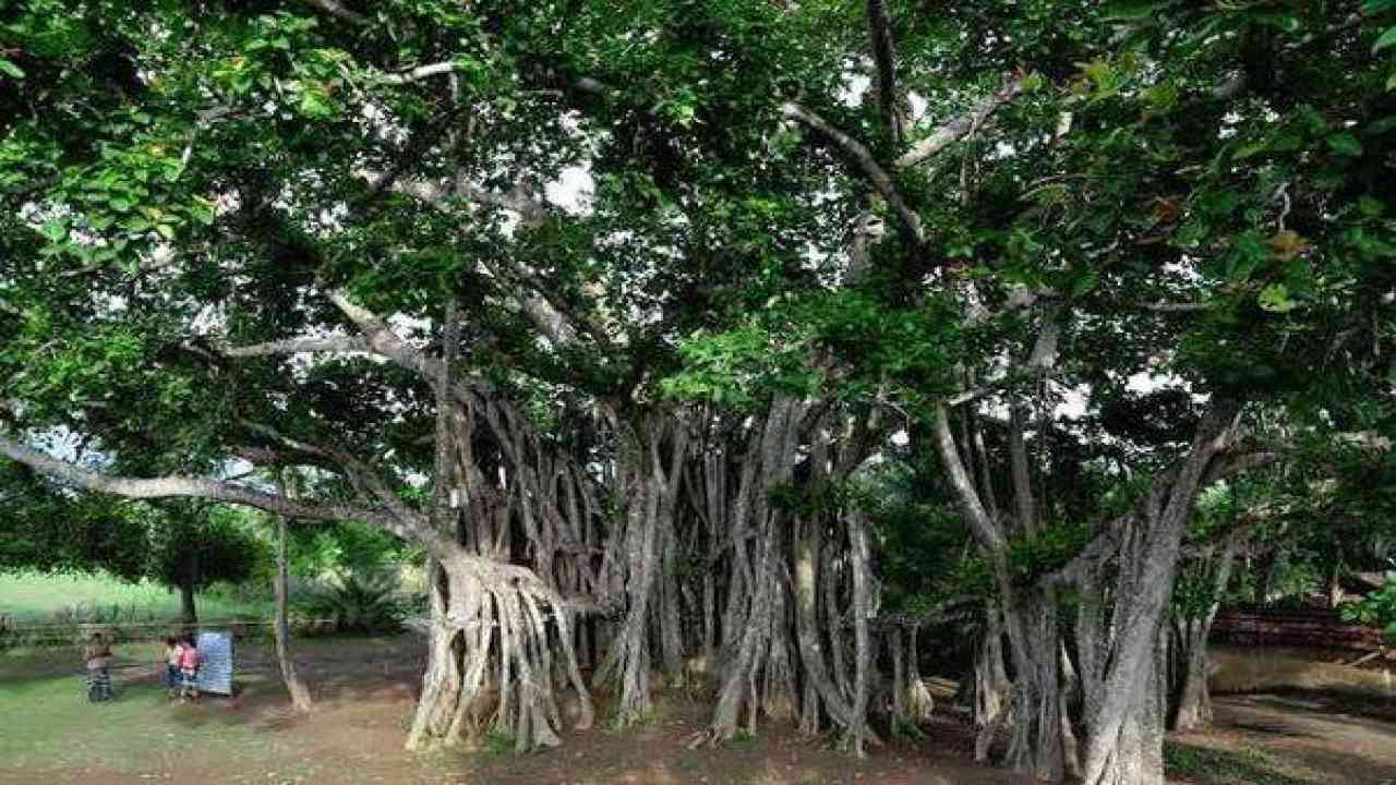 100 वर्ष से ज्यादा की आयु के वृक्षों को घोषित किया गया विरासत वृक्ष, अब इन्हें संवारेगी योगी सरकार
