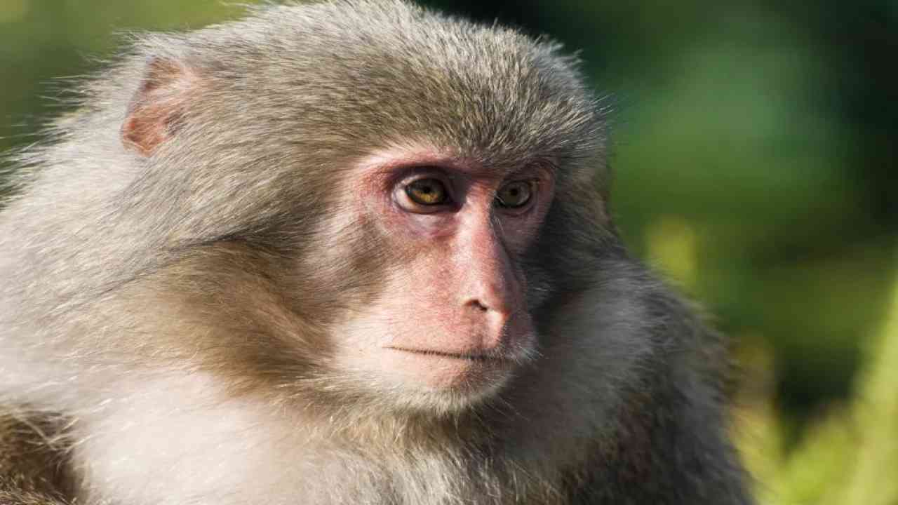 कानपुर: रेलवे कर्मी पर बंदरों का अटैक, डर के मारे छत से कूदा, मौत