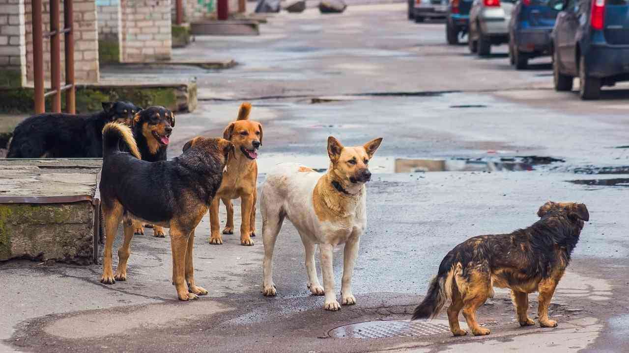 सहारनपुरः घर के बाहर खेल रहे बच्चों पर आवारा कुत्तों ने किया हमला, 5 बच्चे घायल